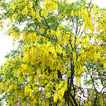 Laburnum x watereri - Vossii - Laburnum