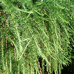 Larix decidua - European Larch, Larix - 2nd Image