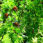 Larix decidua - European Larch, Larix - 3rd Image