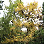 Larix kaempferi - Japanese Larch, Larix - 2nd Image