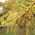 Larix kaempferi - Japanese Larch, Larix