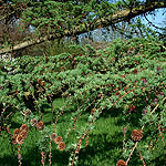 Larix X marschlinsii - Larch