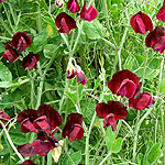 Lathyrus odoratus - Beaujolais - Sweet pea, Lathyrus