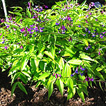 Lathyrus vernus - Herbaceous sweet pea, Lathyrus