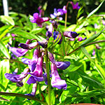 Lathyrus vernus - Herbaceous sweet pea, Lathyrus - 2nd Image