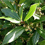 Laurus nobilis - Bay Tree - 2nd Image