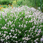 Lavandula angustifolia - Clarmo - Lavender