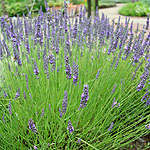 Lavandula intermedia - Grosso - Lavender