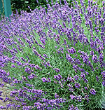 Lavandula angustifolia - Imperial Gem - Lavender