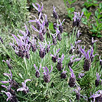 Lavandula stoaechas - Marshwood - French Lavender