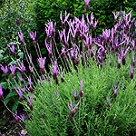 Lavandula pedunculata - Lavender