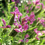 Lavandula - Regal Splendour - Lavender