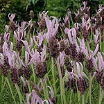 Lavandula stoaechas - Marshwood - French Lavender - 3rd Image