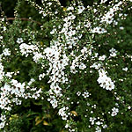 Leptospermum scoparium - Alfred Coates - Tea Tree, Leptospermum