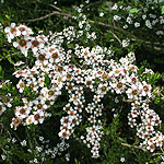 Leptospermum flavescens - Tea Tree, Manuka, Leptospermum