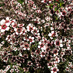 Leptospermum scoparium - Kea - Tea Tree,Manuka,  Leptospermum