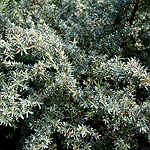 Leptospermum myrtifolium - Silver Sheen - Tea Tree, Leptospermum