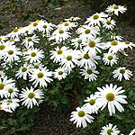 Leucanthemopsis alpina - Leucanthemopsis