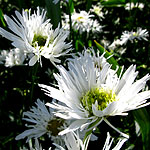 Leucanthemum X superbum - Aglaia - Shasta Daisy - 2nd Image