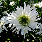 Leucanthemum X superbum - Aglaia - Shasta Daisy