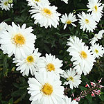 Leucanthemum - T.E.Killin - Shasta Daisy
