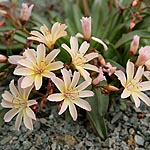 Lewisia - Little Peach - Bitterroot, Lewisia