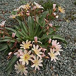 Lewisia - Little Peach - Bitterroot, Lewisia - 2nd Image