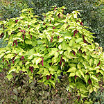 Leycesteria formosa - Golden Lanterns - Leycesteria - 2nd Image