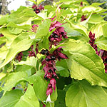 Leycesteria formosa - Golden Lanterns - Leycesteria