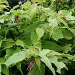 Leycesteria formosa - Golden Lanterns - Leycesteria - 3rd Image