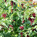 Leycesteria formosa - Purple Rain - Leycesteria, Himalayan Honeysucke