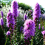 Liatris spicata - Kobold - Gayfeather, Blazing Star