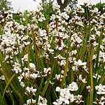 Libertia formosa - Libertia, New Zealand Satin Flower