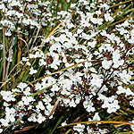 Libertia ixioides - Libertia, New Zealand Satin Flower