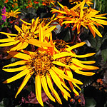 Ligularia - Brit Marie Crawford - Ligularia