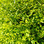 Ligustrum ovalifolium - Varigatum - Oval Leaved Privet