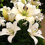 Lilium  - Eyeliner - Lily