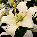 Lilium  - Eyeliner - Lily - 2nd Image