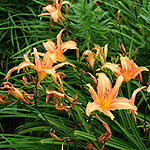 Lilium - Sun Ray - Lily