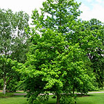 Liquidambar styraciflua - Aurea - Golden Sweet Gum,  Liquidambar