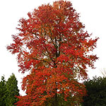 Liquidambar styraciflua - Sweet Gum Tree