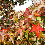 Liquidambar styraciflua - Worplesdon - Sweet Gum, Liquidambar - 3rd Image