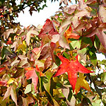 Liquidambar styraciflua - Worplesdon - Sweet Gum, Liquidambar