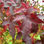 Liquidambar styraciflua - Worplesdon - Sweet Gum, Liquidambar - 2nd Image