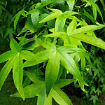 Liquidambar styraciflua - Aurea - Golden Sweet Gum,  Liquidambar - 2nd Image