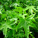 Liquidambar styraciflua - Sweet Gum Tree - 2nd Image