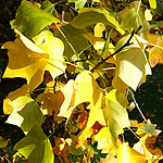 Liriodendron tulipifera - Tulip Tree - 2nd Image