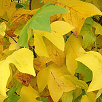 Liriodendron tulipifera - Tulip Tree