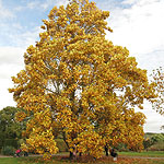 Liriodendron tulipifera - Tulip Tree - 3rd Image