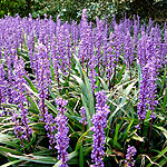 Liriope platyphyllus - Lily Turf